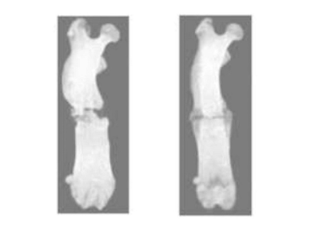 À direita um raio-x de um dos roedores que passou pela irradiação de plasma. Foto: Universidade Metropolitana de Osaka.