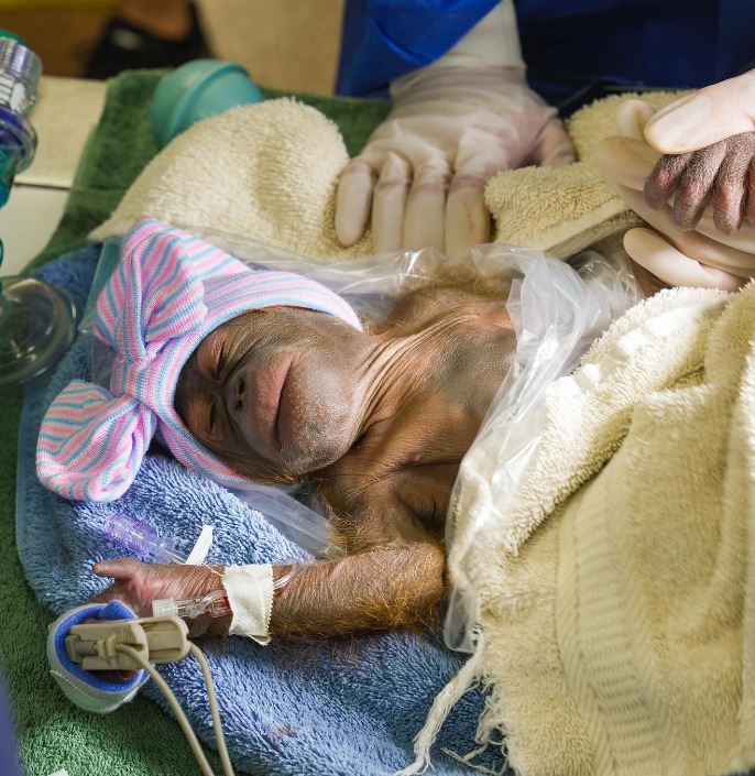  E esse laço na cabeça… Muito fofa! - Foto: reprodução/ Instagram @buschgardens