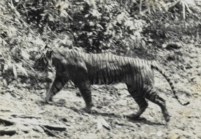 Foto de um tigre-de-java vivo foi tirada em 1938 em Ujung Kulon. O animal foi oficialmente considerado extinto em 2008. - Foto: Andries Hoogerwerf/Wikimedia Commons