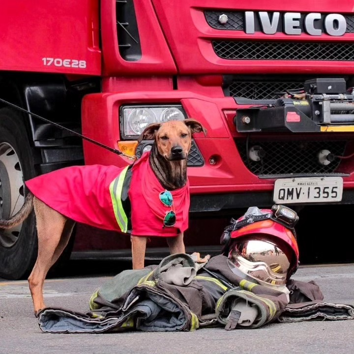 Os cães bombeiros fizeram um ensaio em Juiz de Fora para incentivar a adoção. Foto: Amor Não Tem Raça - Juiz de Fora.