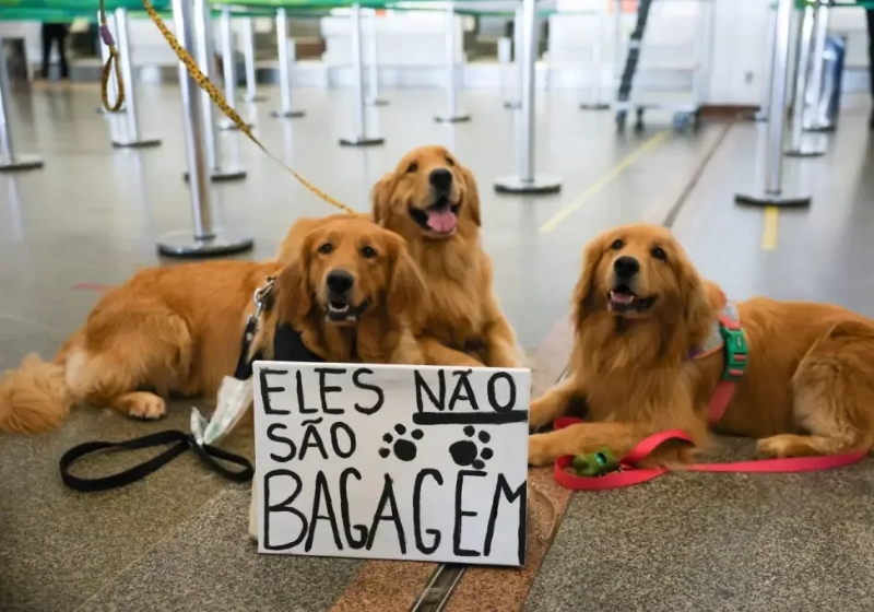 A Câmara dos Deputados aprovou um PL que obriga que o transporte de cães e gatos seja feito nas cabines do avião. Foto: Fabio Rodrigues Pozzebom (Agência Brasil).