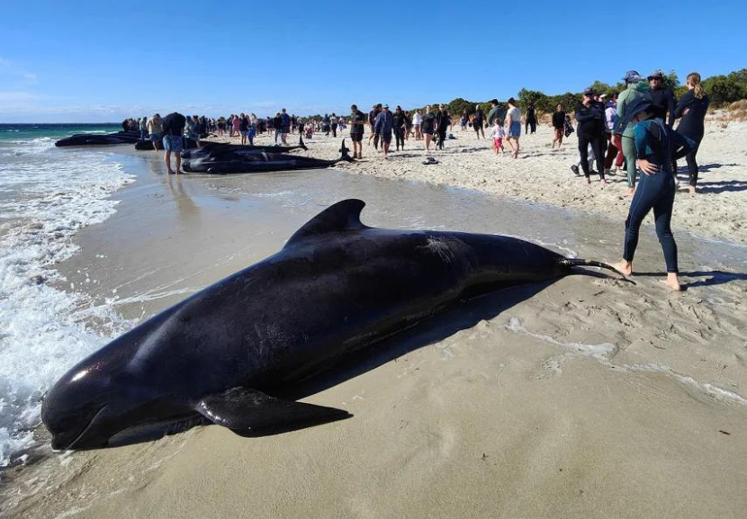Essas baleias ficaram encalhadas em praia da Austrália, mas autoridades e moradores agiram como heróis e conseguiram ajudar os animais a voltarem para o mar. - Foto: Dunsborough e Busselton Wildli/Reuters