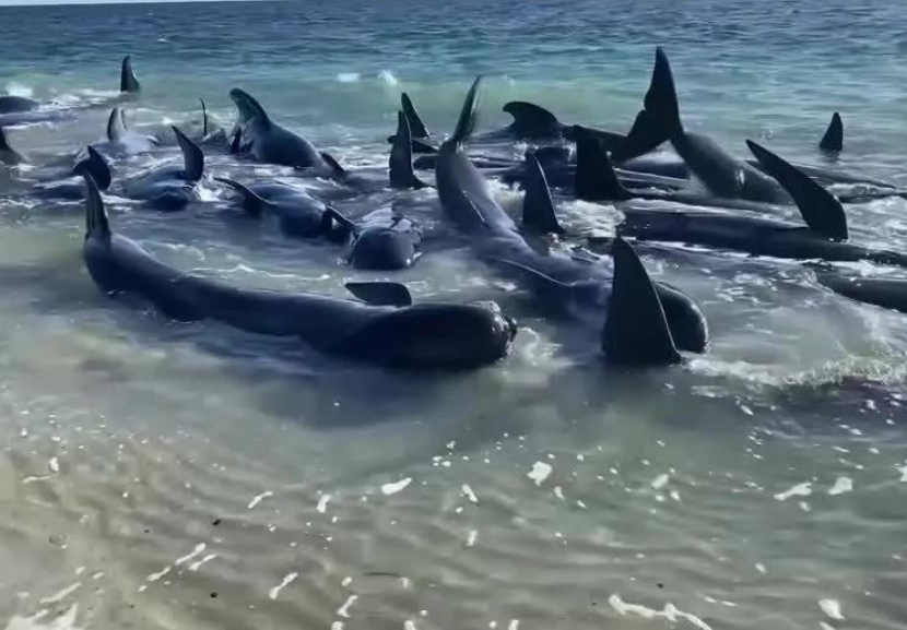 Com o risco das baleias encalharem novamente, equipes monitoram a área para garantir que os animais fiquem longe da costa. - Foto: reprodução/Australian Broadcasting Corporation 