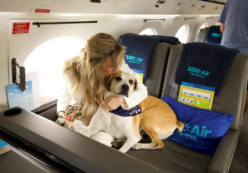 A BARK Air é a primeira companhia aérea com foco em pets no mundo. Cães e tutores vão poder viajar na cabine do avião. -Foto: BARK Air.