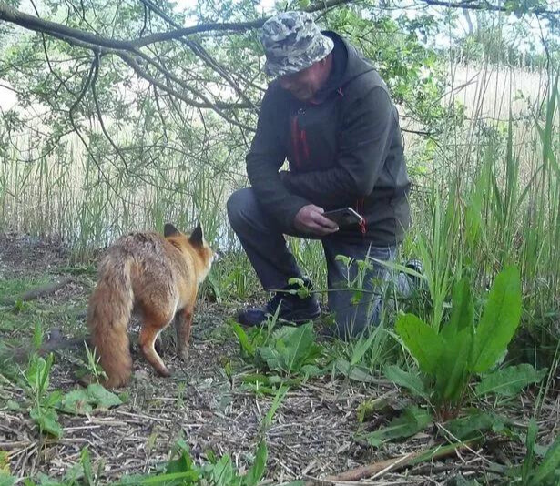 Bob escondia o remédio em um pão e levava para a raposinha comer. - Foto: Robert Dunlop/SWNS