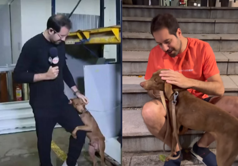 Cãozinho adotado pelo jornalista Paulo Mathias chegou no novo lar em São Paulo, na madrugada deste sábado (18). - Foto: reprodução/Instagram @paulomathias e SBT