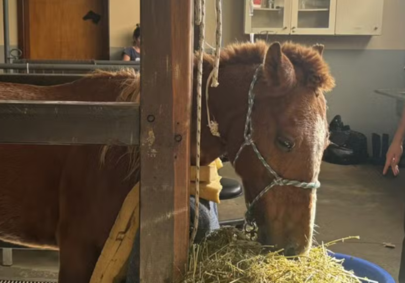 O Cavalo Caramelo foi resgatado do telhado depois de 4 dias ilhado. Ele está se recuperando muito bem! Foto: Eduardo Paganella.