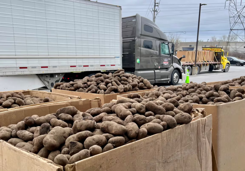 O agricultor doou tantas batatas para pessoas necessitadas, que foi preciso vários caminhões para o transporte. Foto: Amanda Putz (CBC).