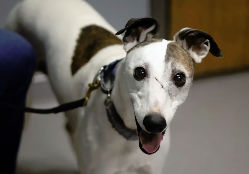 Boo, de 11 anos, foi o primeiro cachorro a testar a nova droga para aumentar a longevidade de cães. - Foto: Loyal.