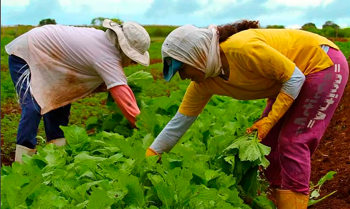 Os cursos na plataforma e-Campo garantem certificado para os estudantes. Foto: Embrapa.