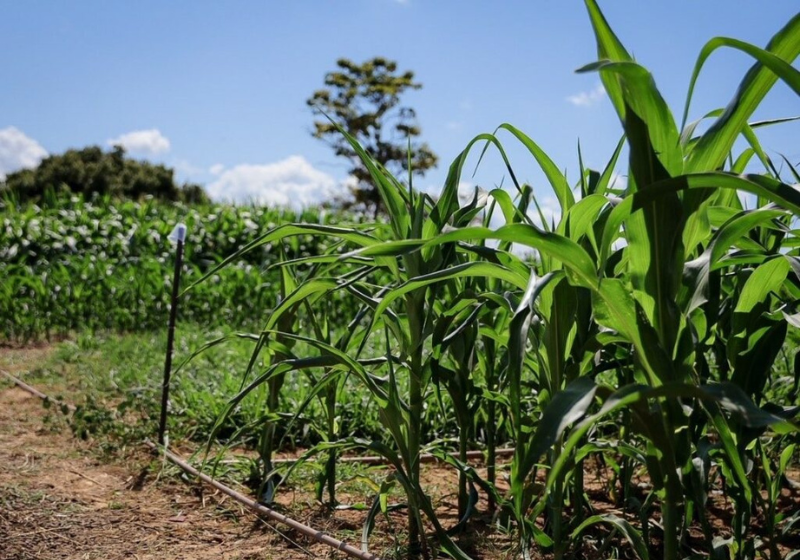 A Embrapa quer capacitar cada vez mais pessoas no Brasil com os cursos online. O objetivo é enfrentar novos desafios no campo! Foto: Agência Acre.