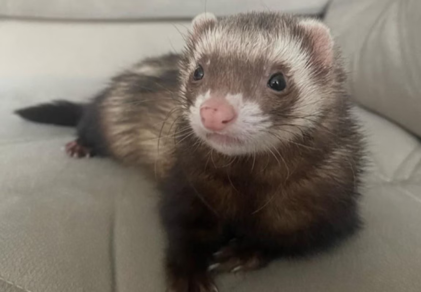 Julia leva o bichinho de Goiânia a São Paulo para fazer tratamento. - Foto: arquivo pessoal 