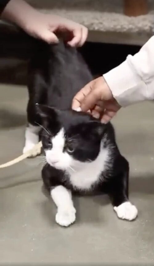 Olha ele recebendo carinho dos novos tutores. - Fotos: Smittens Rescue