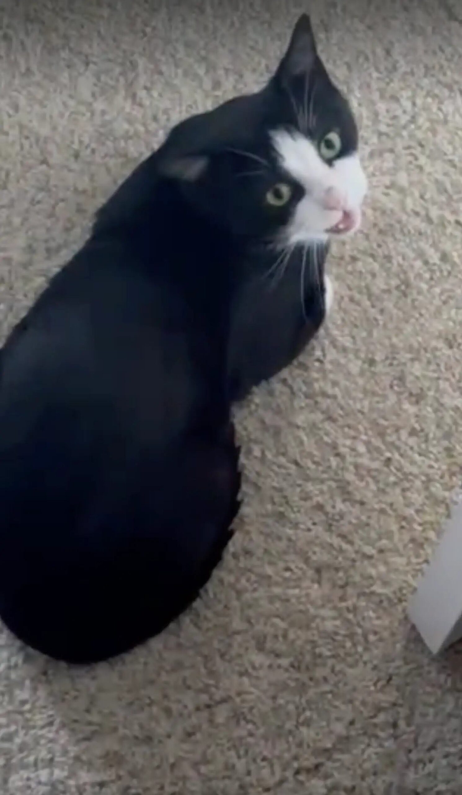 O gato frajola triste, rejeitado em feira de adoção, agora ganhou um lar e novo nome. Se chama Mushi -Fotos: Smittens Rescue