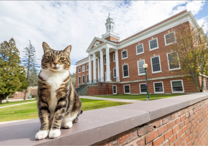 O gatinho Max, que frequentava a universidade, se forma e ganha diploma de doutor. - Foto: reprodução Instagram