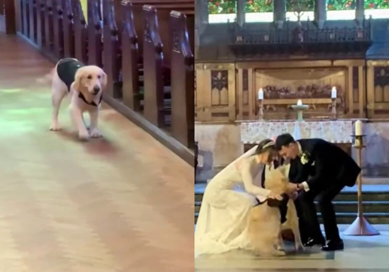 O cão golden Panqueca fez a festa na igreja ao carregar as alianças do casamento dos tutores. - Foto: CloseUp Press/Storyful.