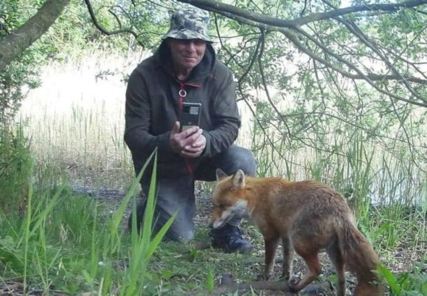 Pelas câmeras que instalou na floresta o homem observou a raposa doente e fez de tudo para cuidar do animalzinho. - Foto: Robert Dunlop/SWNS