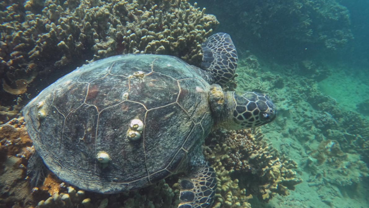 As tartarugas monitoradas pelo jovem estavam com mutações de câncer. Foto: Maddux Springer.