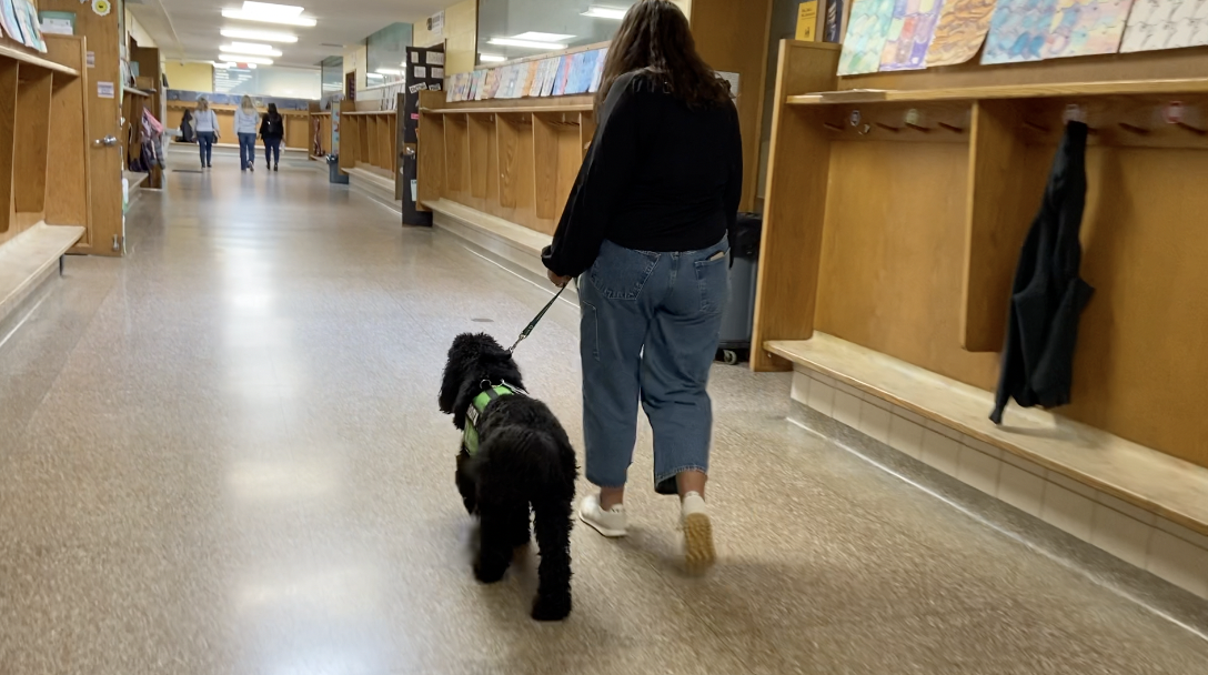 Meeka está sempre na escola a espera de receber e dar carinho. Foto: Fox 17.