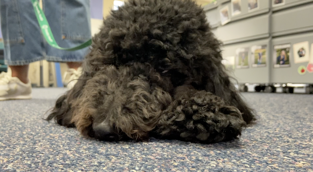 A cachorrinha Meeka é muito querida por todos na escola! Foto: Fox 17.
