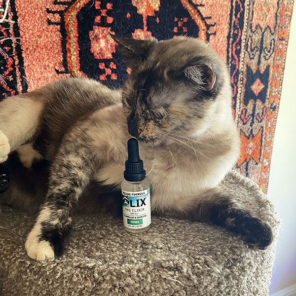 Já existem diversos produtos com CBD no mercado, e os tutores devem consultar veterinários antes da compra. Foto: Nutmeg Mestel.