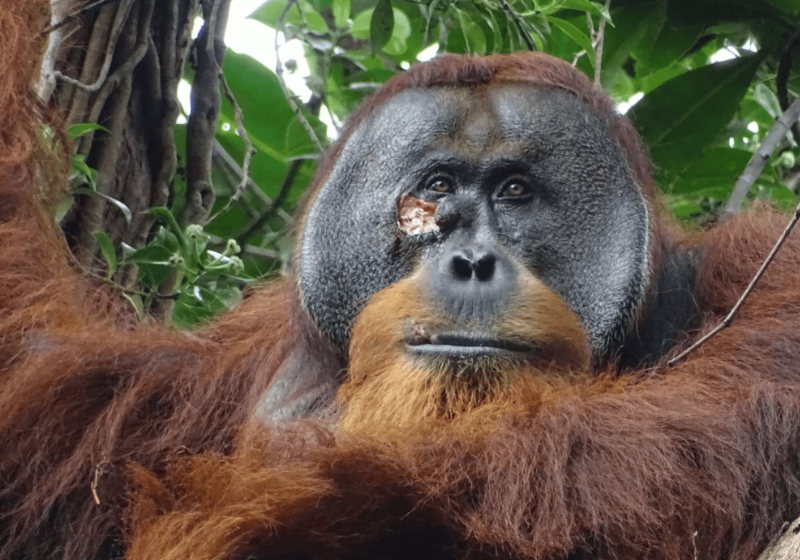 O orangotango fez, a partir a de uma planta medicinal, uma pomada para curar a ferida no rosto dele. - Foto: Armas/Suaq Project/Max Planck Institute.