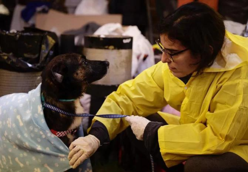 O repasse enviado pelo governo será usado para compra de ração, medicamentos, vacinas e outros recursos que atendam a demanda dos animais resgatados. - Foto: Mateus Bruxel/Agencia RBS