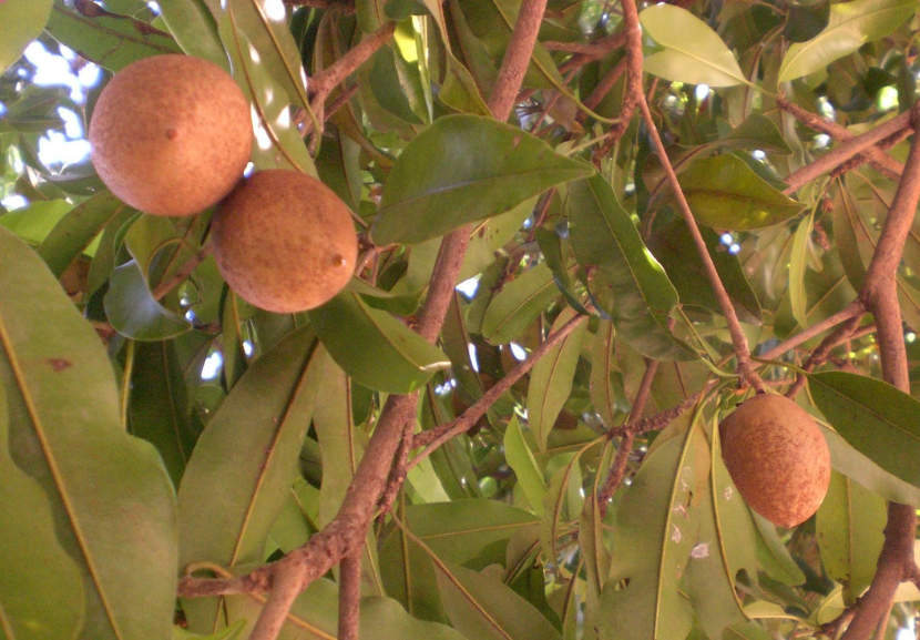  É mais fácil achar o sapoti no Norte e Nordeste do Brasil, uma fruta suculenta e muito saborosa. - Foto: Canva Pro 