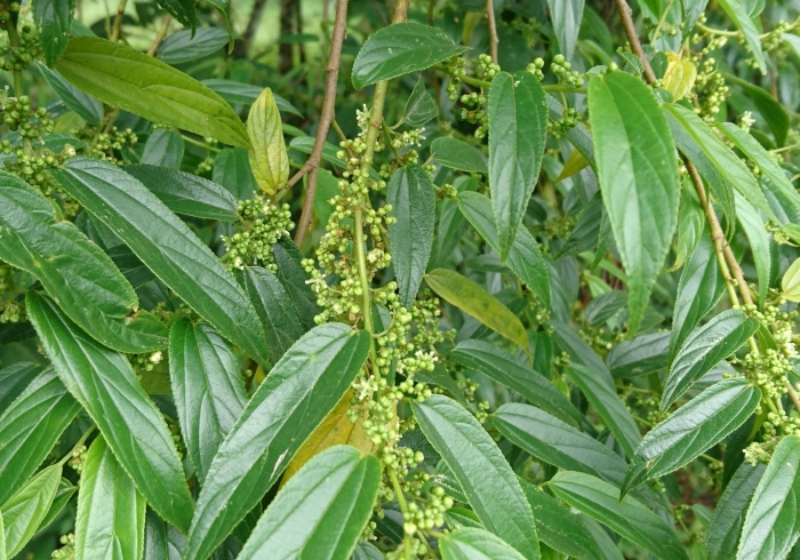 Trema micrantha blume é uma planta brasileira que pode ampliar o uso medicinal além do Cannabidiol. (Crédito: UFSC)