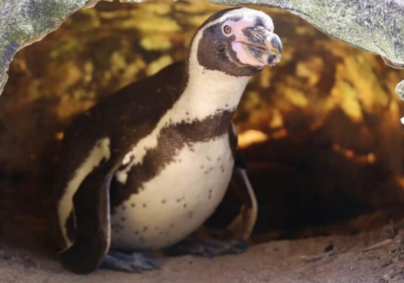 Filhote do casal de pinguins cuja diferença de idade é de 20 anos. Foto: SWNS