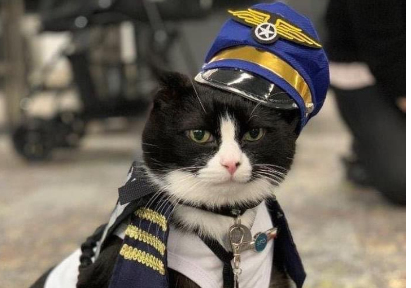 Com direito à uniforme, Duke o gatinho trabalha no aeroporto. Foto: Reprodução