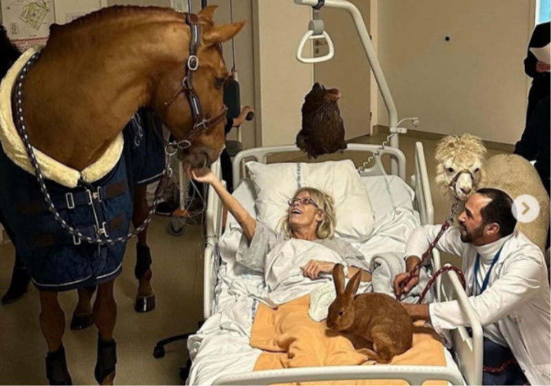 Cavalo como terapeutas em hospital. Foto: Reprodução