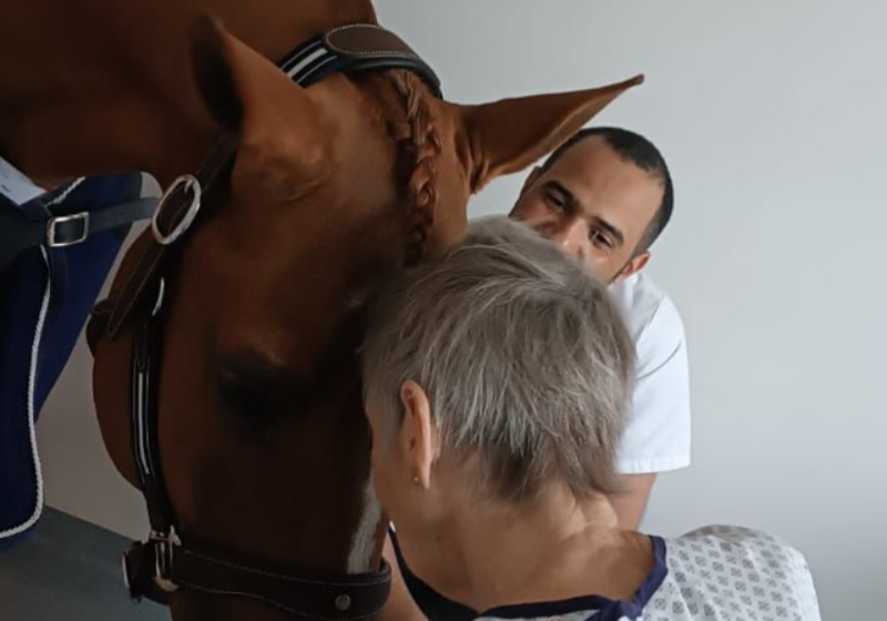 Dr. Peyo é um cavalo francês amoroso e terapeuta. Foto: Reprodução