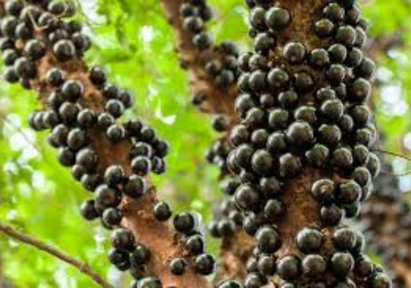 Jabuticaba contra inflamações e para baixar a glicose. Foto: Freepik