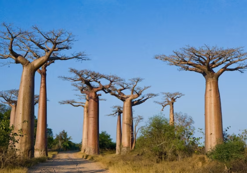 Babobás e mistérios desvendados. Foto: Freepik