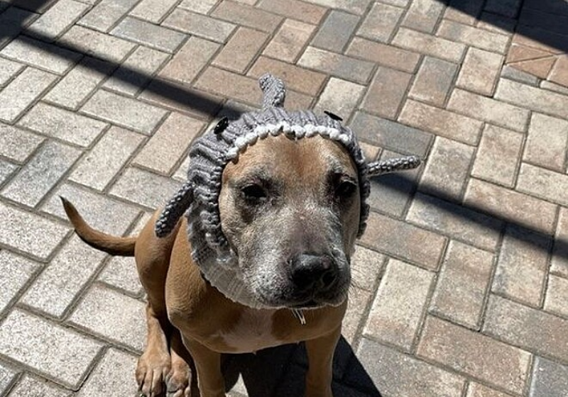 Cachorrinha idosa acha novo lar. Foto: Orange Country Animal Service