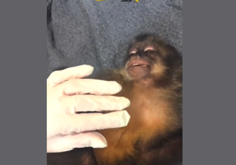 O macaquinho Rói sorri ao ser examinado pela veterinária e diverte internautas nas redes sociais. - Foto: Reprodução/ @dudinhaarrudaa2 TikTok