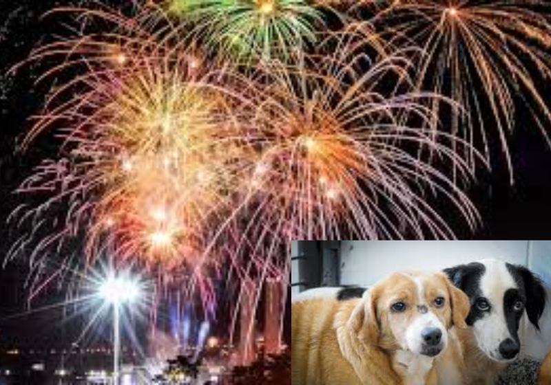 Cachorro e os fogos de artifício: profissional ensina a lidar com o barulho. Foto: Agência Brasília