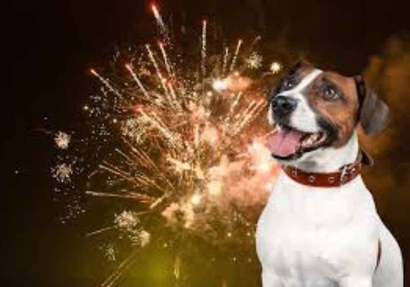 Cachorro tem medo do barulho dos fogos de artifício porque ouve muito mais que o ser humano. Profissional ensina como treinar o bichinho para lidar com isso. - Foto: Freepik