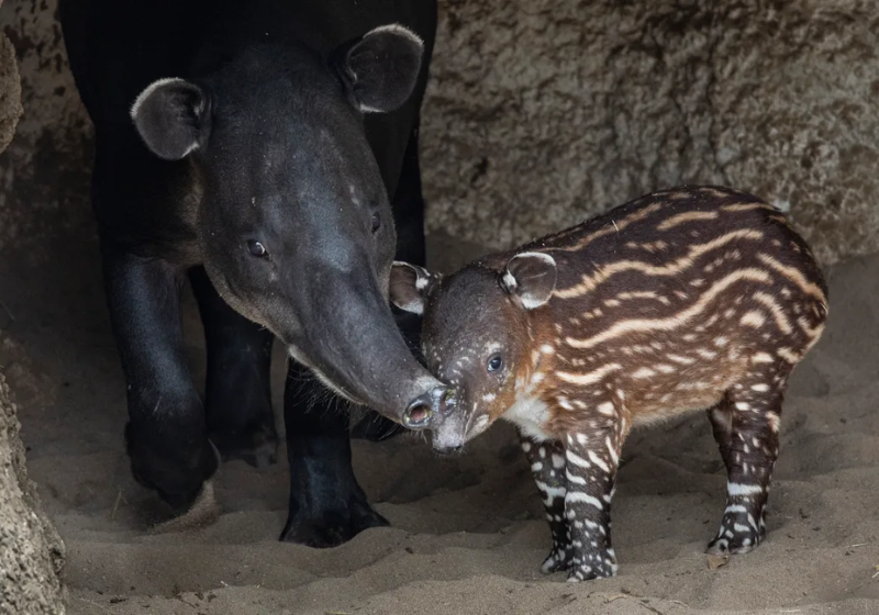 Filhote de anta ameaçado de extinção nasce em zoo e sorriso encanta visitantes . Na foto o bebê e a mãe. Foto: Aliança de Vida Selvagem do Zoológico de San Diego