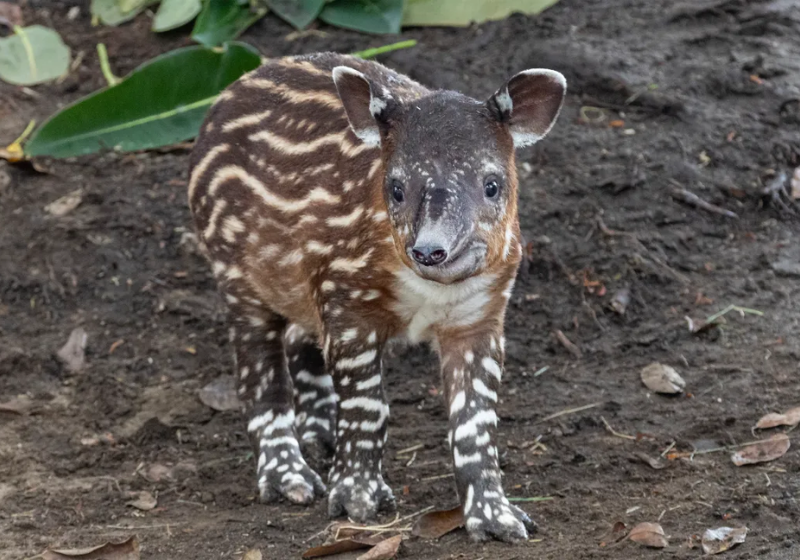 Filhote de anta ameaçado de extinção nasce em zoo e sorriso encanta visitantes. Foto: San Diego Zoo Wildlife Alliance