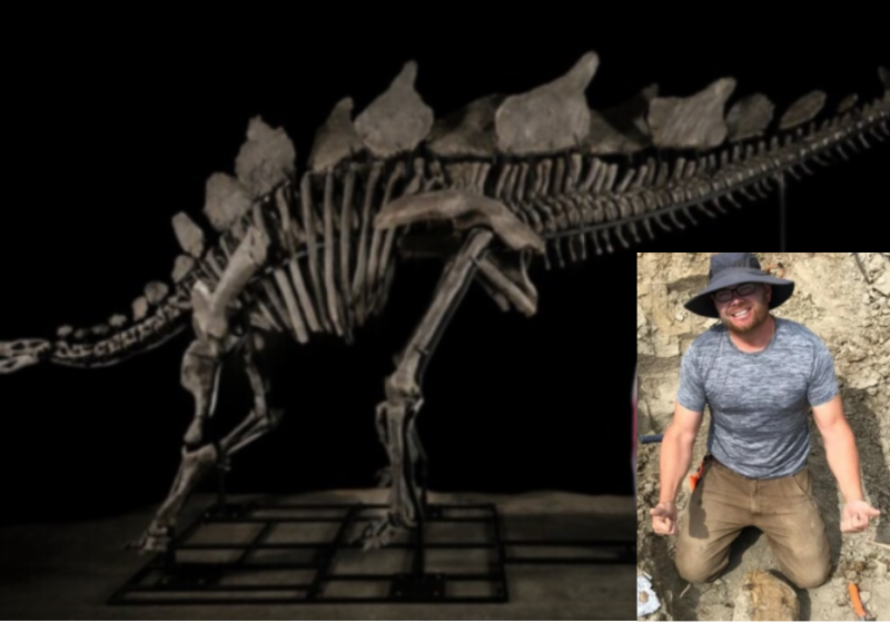 Jason Cooper tropeçou no esqueleto de dinossauro raro, um estegossauro macho adulto, e poderá receber 6 milhões de dólares em um leilão. - Foto: Fotomontagem