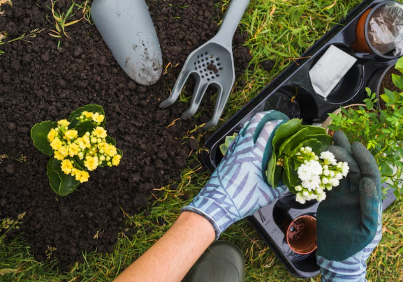 Cultivar plantas em casa ajuda a melhorar a imunidade, a auto-estima e o bem-estar, revela pesquisa feita na Europa. - Foto: Freepik