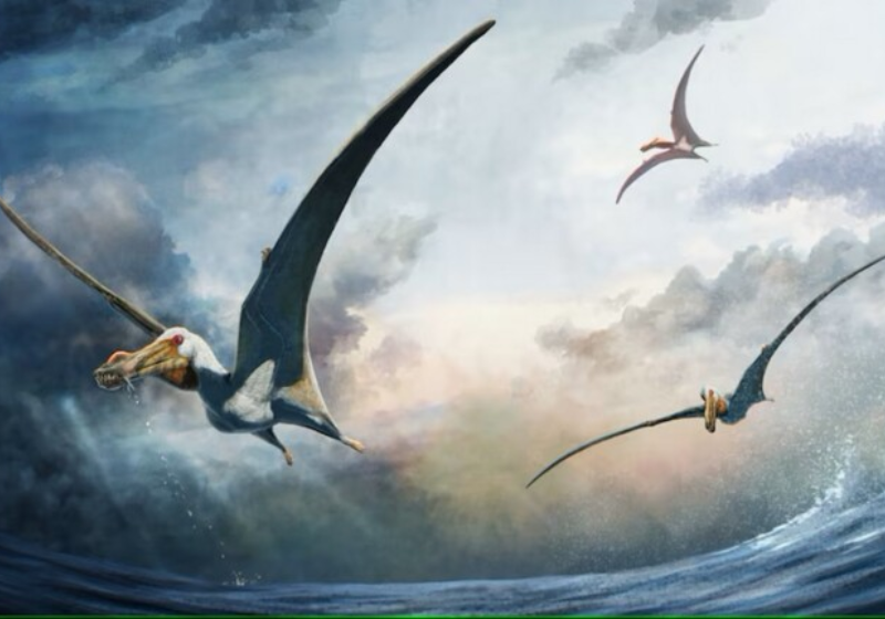 Ossos fossilizados do dinossauro voador foram encontrados na Austrália. ele viveu há mais de 100 milhões de anos e era um grande predador de peixes. - Foto: ilustração de Haliskia petersoni, o ‘pelicano demoníaco’/ Gabriel Ugueto