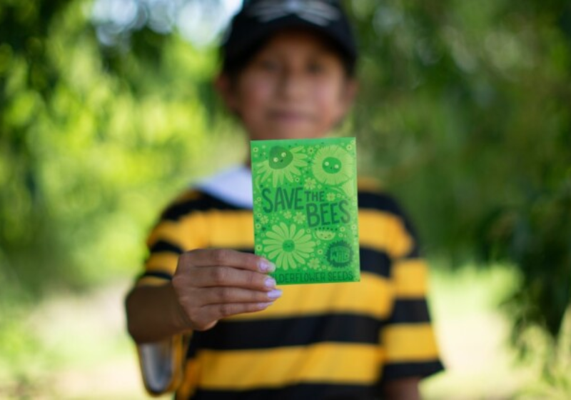 Voluntários ajudam no trabalho das abelhas. Foto: Sementes Save the Bees verão 2024 – Geração Selvagem