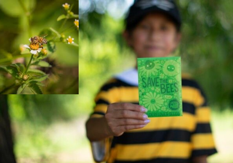 Voluntários distribuem mais de 100 mil pacotinhos com sementes para crianças ajudarem no trabalho de cultivar flores em casa e assim, ajudarem as abelhas em risco de extinção. - Foto: Reprodução/Montagem