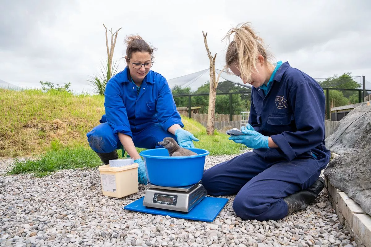 Os onze filhotes nasceram e estão super saudáveis. Foto: Zoológico de Chester.