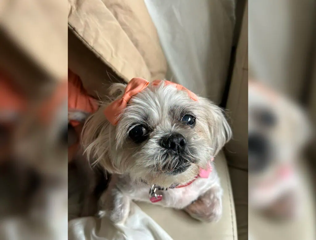 Bella retornou para os braços da idosa, que ficou bem mais feliz! Foto: Prinses Hemphill.