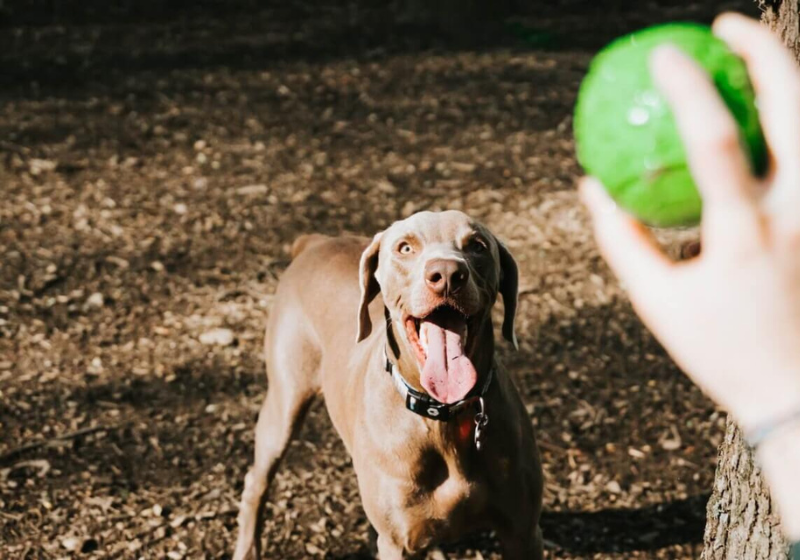 Brincadeiras ajudam a proteger cães contra a demência e evitam a morte dos neurônios dos animais. Foto: Tatiana Rodriguez (Unsplash).