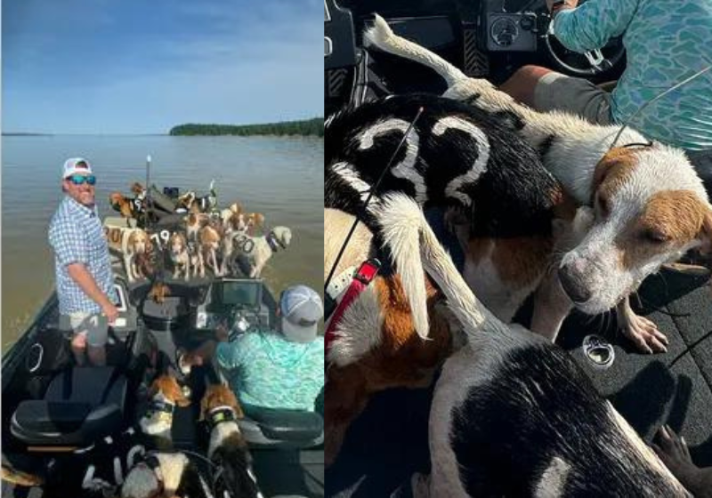 Os pescadores fizeram várias viagens até a margem para resgatar os cães do lago. Foto: Bob Gist.